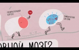Как взрослеет головной мозг